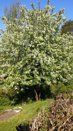 häggen blommar som aldrig förr 21 maj 15